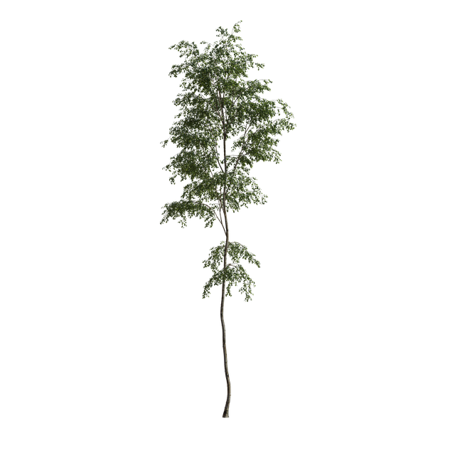 Free tree summer nature illustration