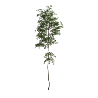 Free Tree Summer illustration and picture