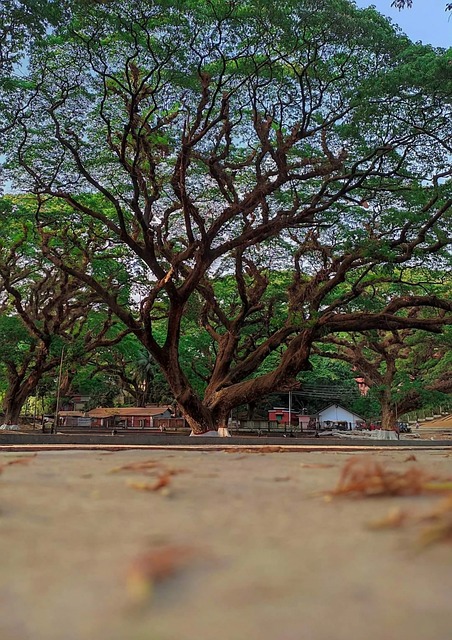 Free Trees Nature photo and picture