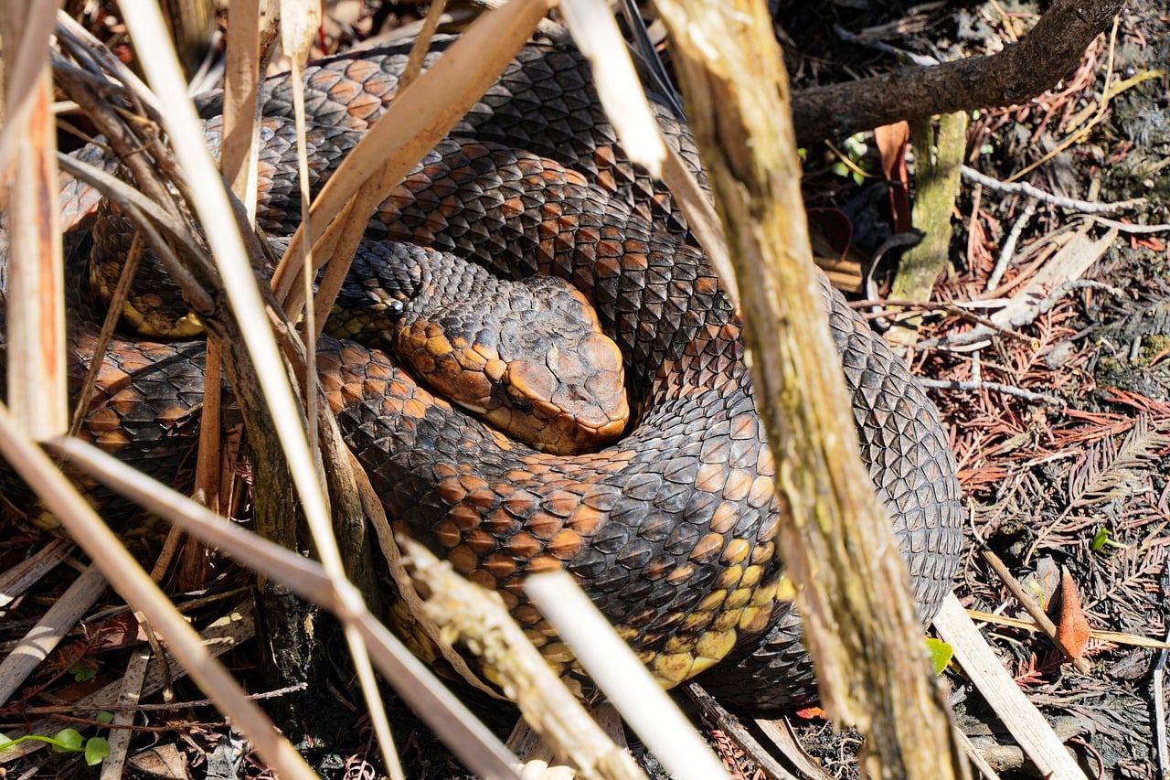 Snake Description Snake Cottonmouth Nature - Free photo on Pixabay