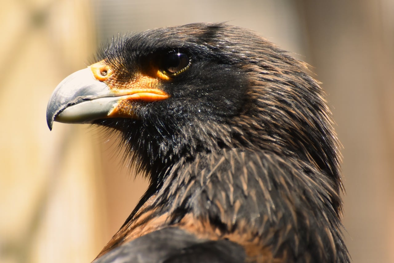 Eagle Example Eagle Bird Nature Birds Of - Free photo on Pixabay