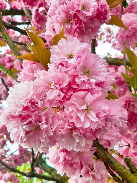 Free Blossom Pink photo and picture