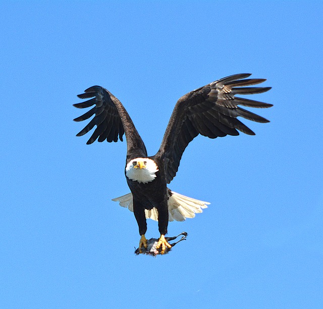 Adler, Vogel, Natur, Raubvogel, Tierwelt