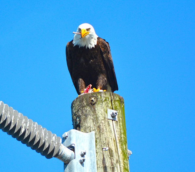 Adler, Vogel, Natur, Raubvogel, Tier