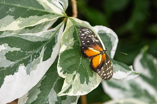 Free Butterfly Insect photo and picture