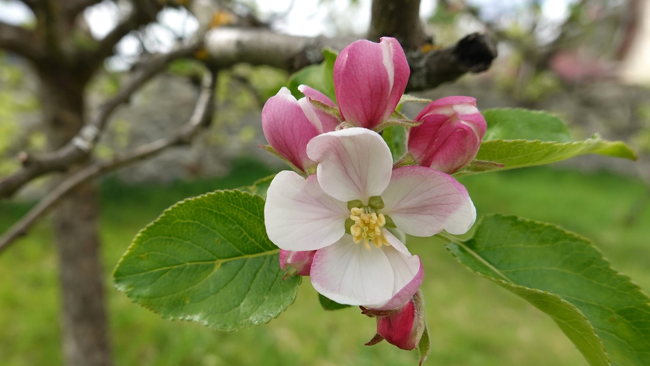 Spring Apple Apple Blossom Spring - Free photo on Pixabay