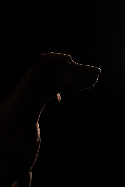 Free Dog Silhouette photo and picture
