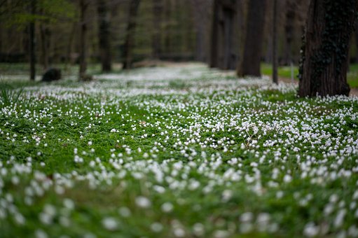 Park, Krajina, Príroda, Les, Cesta