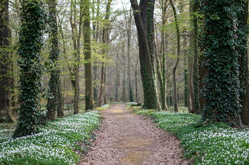 Park, Príroda, Krajina, Stromy, Karneval