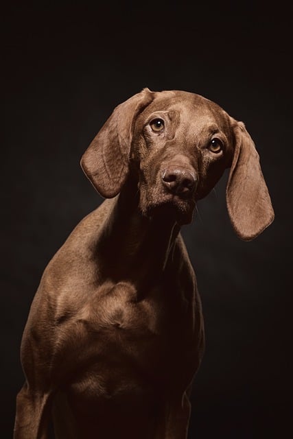 Free Dog Hunting Dog photo and picture