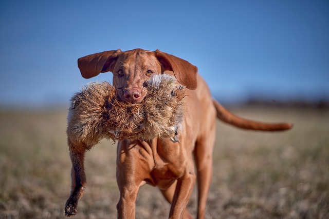 Free Vizsla Hunting Dog photo and picture