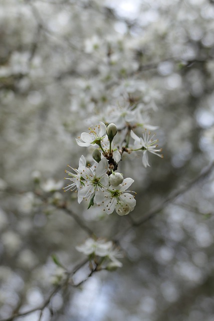 Blume, Natur, Blüte, Blütenblätter