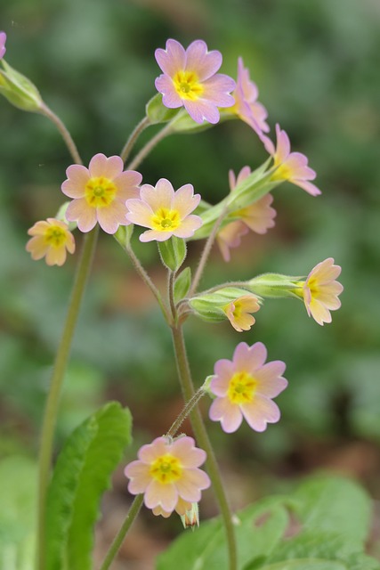 Blume, Blüte, Flora, Pflanze, Lila
