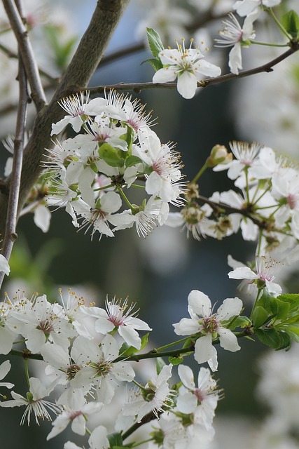 Blüten, Frühling, Natur, Blütenblätter