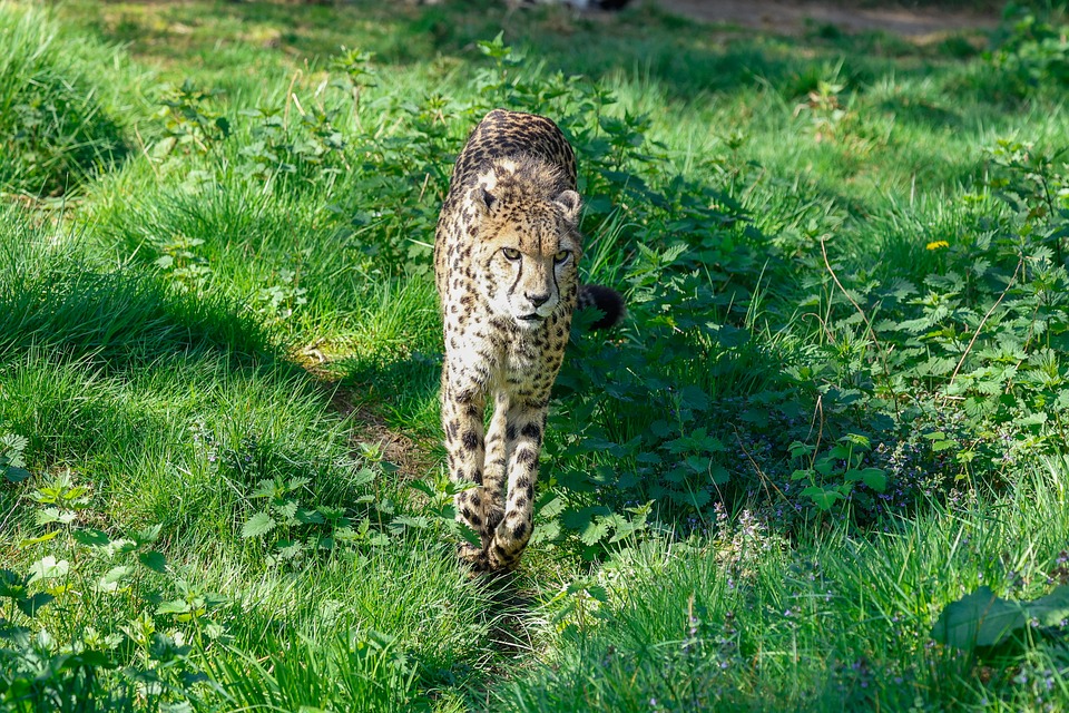 Gepard Afrika - Kostenloses Foto auf Pixabay