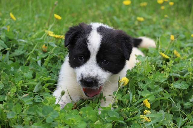 Free Dog Animal photo and picture