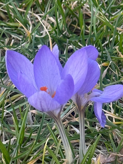 Free Crocus Spring photo and picture