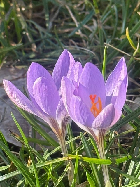 Free Crocus Spring photo and picture