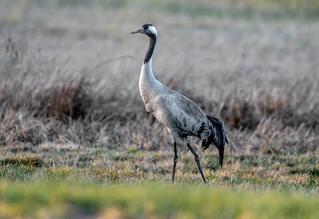 Free Crane Nature photo and picture