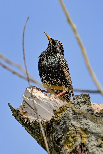 Free Starling Bird photo and picture