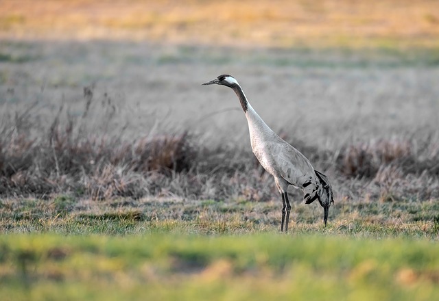 Free Crane Bird photo and picture