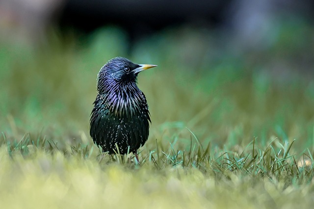 Free Starling Meadow photo and picture