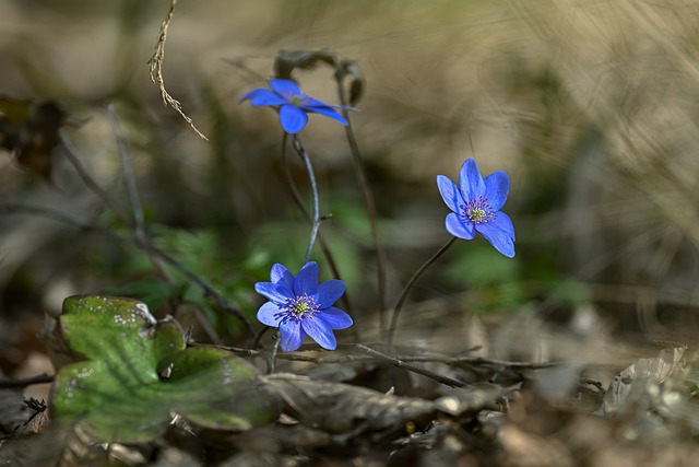 Free Spring Flowers photo and picture