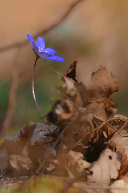Free Hepatica Flower photo and picture