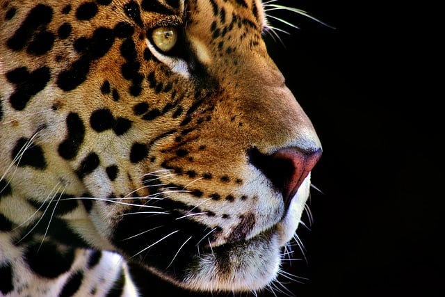 Gepard, Katzen, Natur, Tier, Säugetier