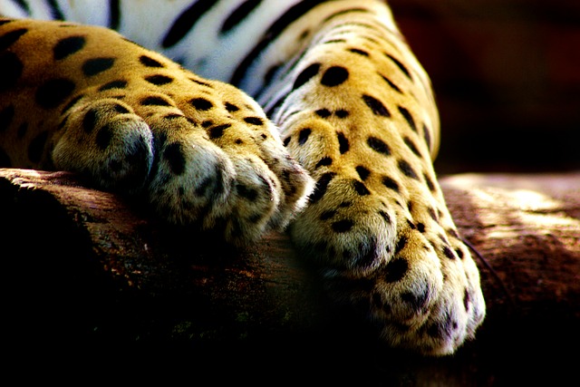 Gepard, Katzen, Pfote, Natur, Tier