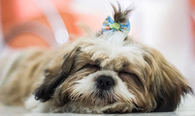 Hund, Tier, Natur, Hundeartige