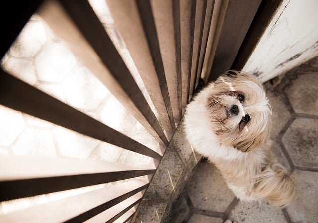 Hund, Tier, Haustier, Heimat, Freund
