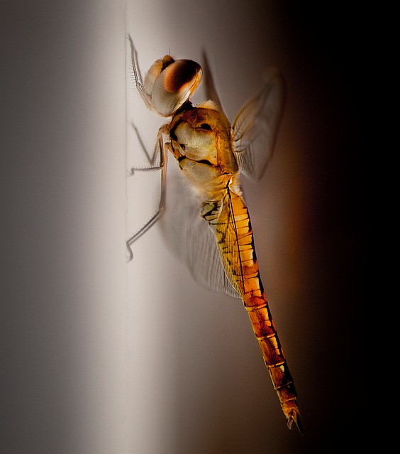 Libelle, Insekt, Natur, Flügel, Tierwelt