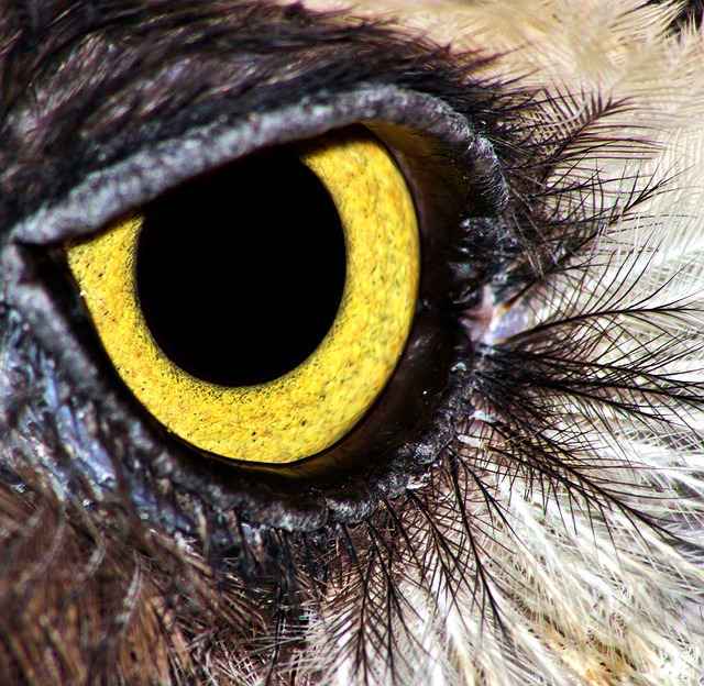 Auge, Eule, Natur, Vogel, Tier, Gefieder