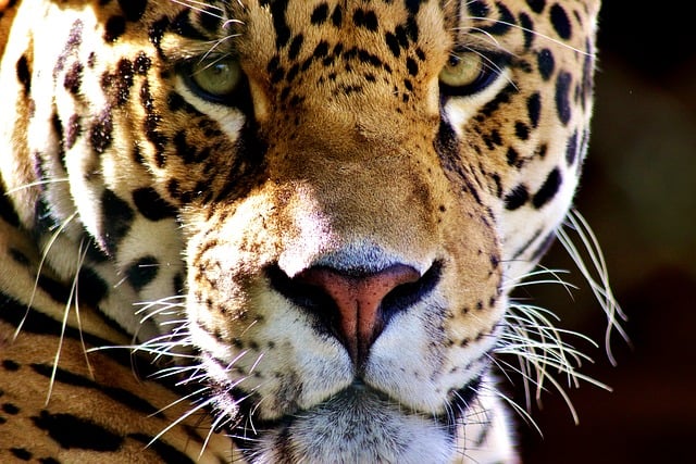Tiger, Tier, Wald, Suchen, Natur