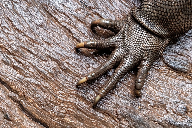 iguana, lizard, reptile, dragon, dinosaur, rhinoceros iguana, scaley, scaly, scales, lizard foot, lizard hand, scaley hand, scaly hand, iguana foot, iguana hand, claws, textures, nature textures