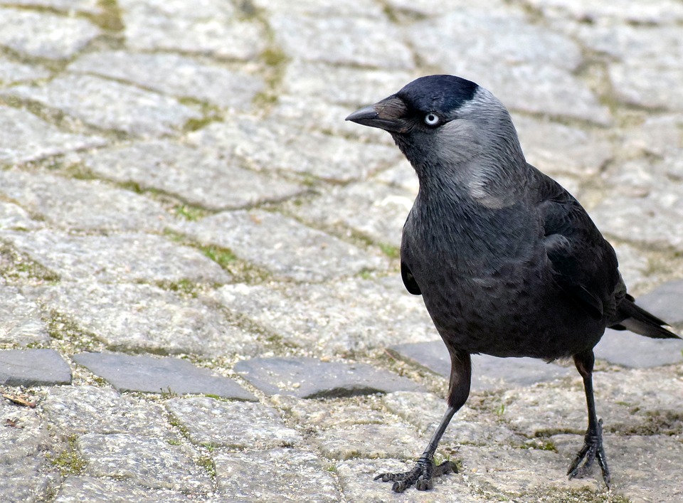Rook Oiseau Debout - Photo gratuite sur Pixabay