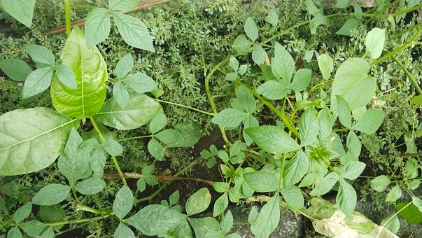 Free Green Nature photo and picture