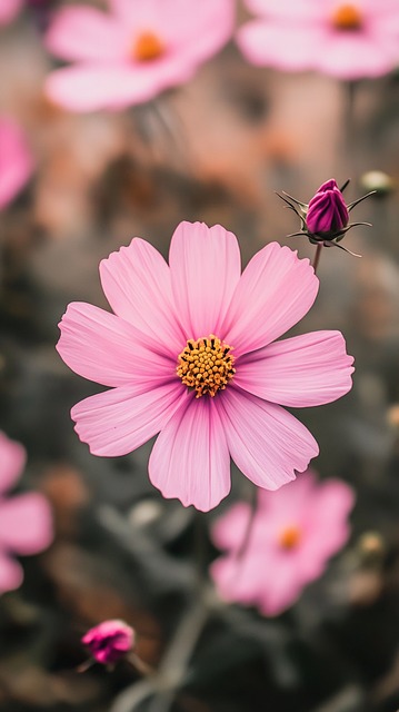 Kosmos, Blume, Rosa, Blüte