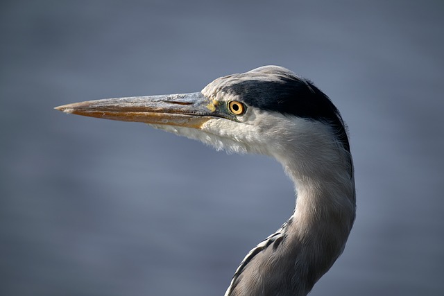 Free Grey Heron Eye photo and picture