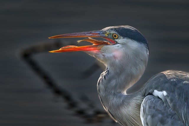 Free Grey Heron Fishing photo and picture