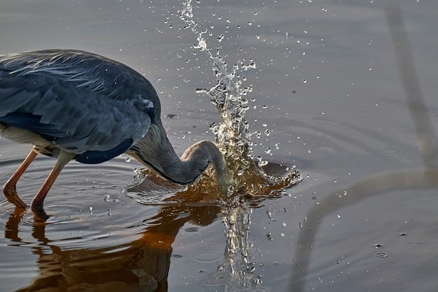 Free Grey Heron Action photo and picture