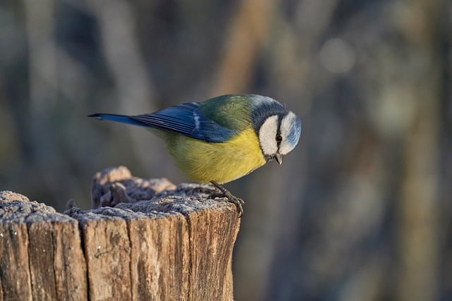 Free Blue Tit Nature photo and picture