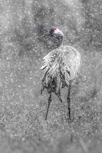 Free Crane Winter photo and picture