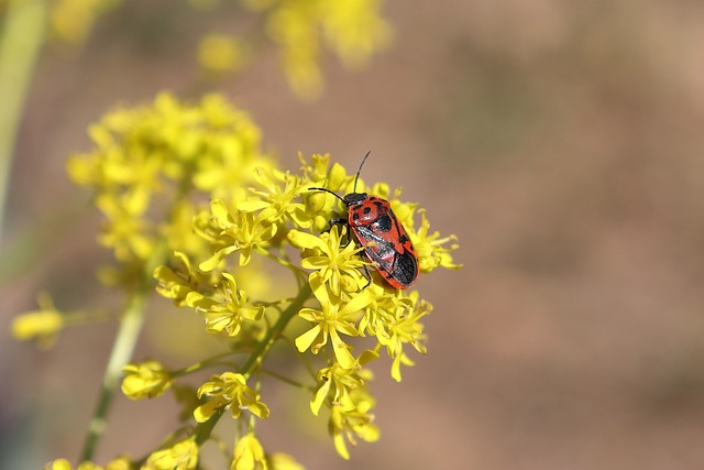 Free Pyrrhocoris Apterus Bug photo and picture