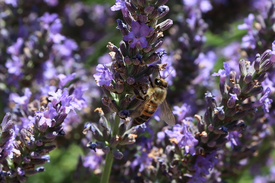 Bee Insect Foraging - Free photo on Pixabay