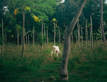 Free Cow Farm photo and picture