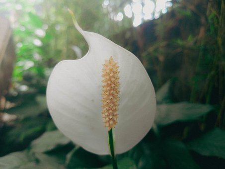 Free Flower Flora photo and picture