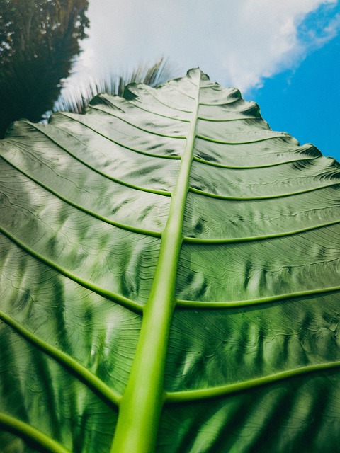 Free Leaf Plant photo and picture