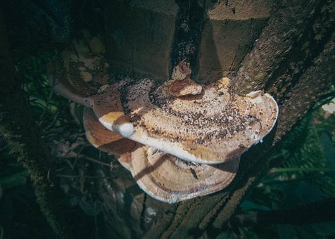 Free Mushroom Fungus photo and picture